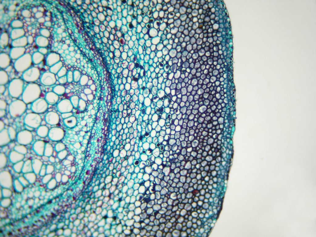 tkanka roślinna pod mikroskopem