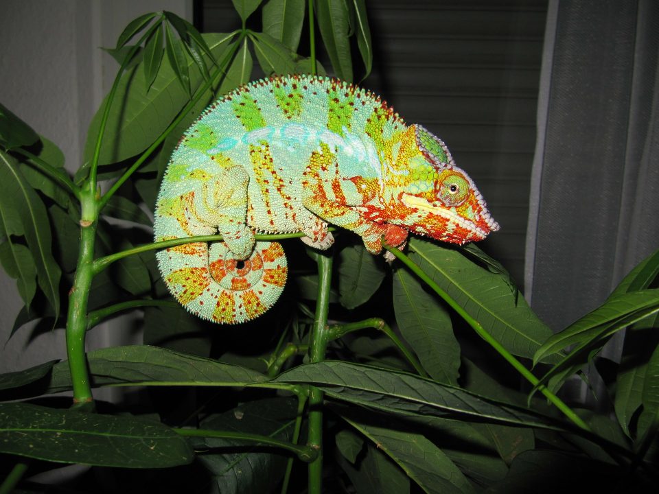 Dlaczego kameleon zmienia kolor