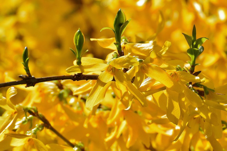 Gałązka z kwitnącymi żółtymi kwiatami forsycji